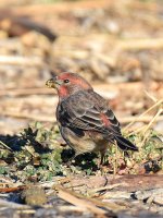 Finch2.jpg