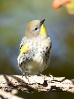 WarblerYellowRumped4.jpg