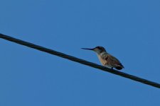 DSC_0046.jpg