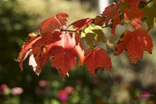 _AAA6376 - Version 2.jpg