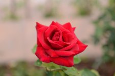 DSC_2150.jpg