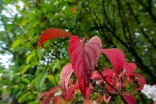 DSC_0519.jpg