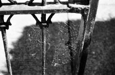 fence with web.jpg