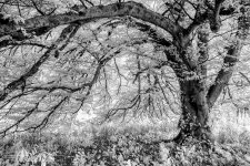 20150828-D81_4622-Edit-Edit.jpg