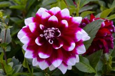 DSC_5561.jpg