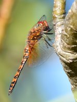 Dragonfly.jpg