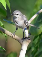 Mockingbird.jpg