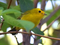 WilsonsWarbler.jpg