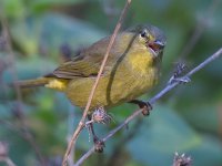 OrangeCrownedWarbler2.jpg