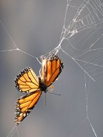 Monarch.jpg