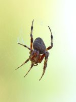 Spider.jpg