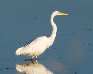 GreatEgret-1.jpg