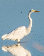 GreatEgret-2.jpg