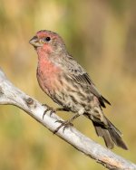 HouseFinch-123.jpg