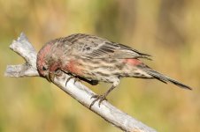 HouseFinch-124.jpg