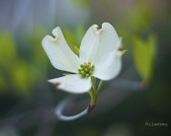 _AAA2377 - Version 2.jpg