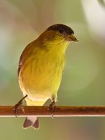 Finch2.jpg