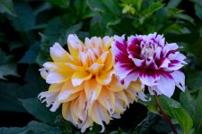 DSC_5565.jpg