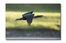 DSC_3640.jpg