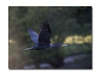 DSC_3641.jpg