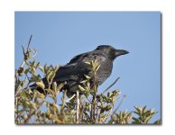 DSC_3737.jpg