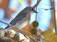 BlueBird2.jpg