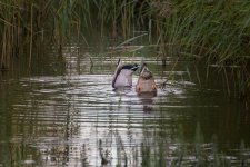 DSC_4330.jpg