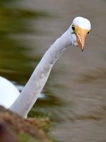 Egret.jpg