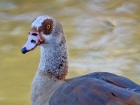 Goose.jpg