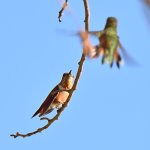 Hummer2.jpg