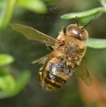 FalseBee.jpg