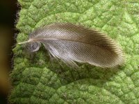 Feather.jpg