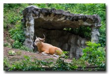 cow-1.jpg
