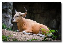 cow-2.jpg