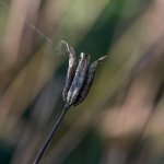 Garden-4.jpg