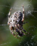 DSC_0008.jpg