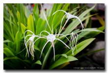 morning-flowers-1.jpg