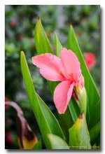 morning-flowers-2.jpg