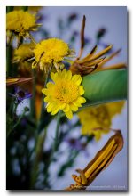 morning-flowers-3.jpg