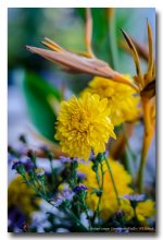 morning-flowers-4.jpg