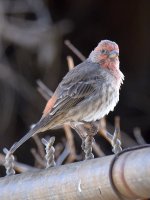 Finch5.jpg