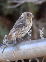 Finch4.jpg