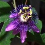 Passiflora3.jpg
