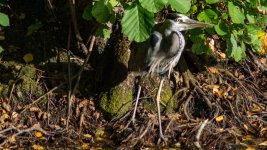 DSC_5681.jpg