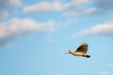 20151003-20151003-D60_4288.jpg