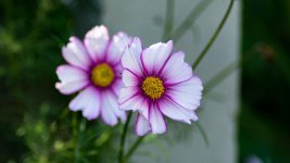 DSC_5702.jpg