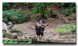 wild-beast-1.jpg