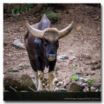 wild-beast-2.jpg