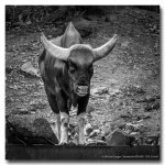 wild-beast-bw.jpg