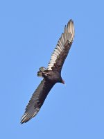 Vulture.jpg